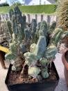 Trichocereus bridgesii monstrosus